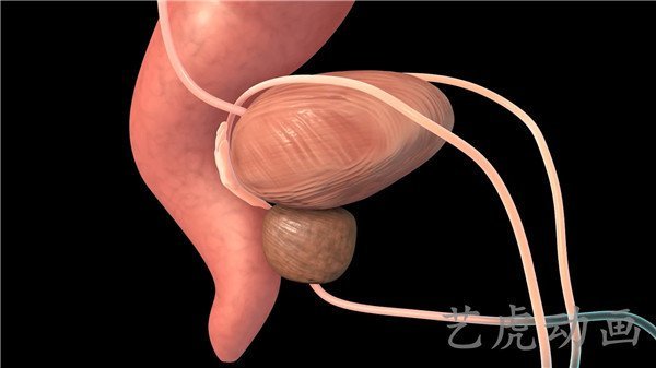 醫學三維動畫制作 (2)