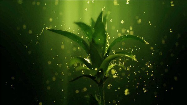 10高清影視高質(zhì)量三維動(dòng)畫植物[00_00_10][20210220-152152]