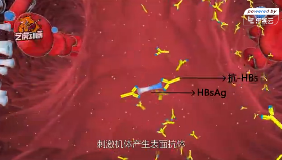 HBV免疫細胞醫學醫療動畫 HBV免疫細胞醫學醫療動畫