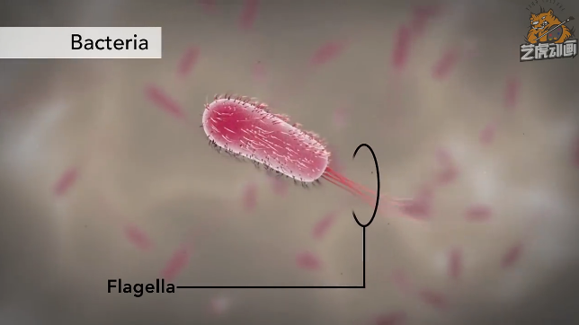 醫(yī)學動畫 醫(yī)學動畫